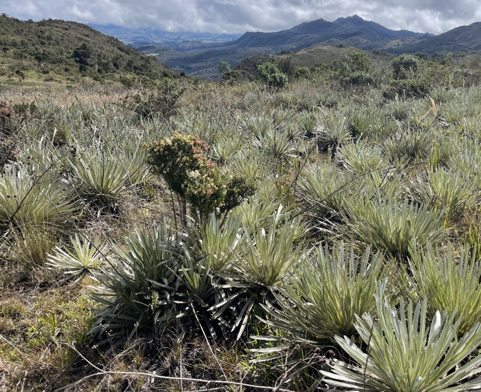 acciones-psa-chingaza-tomine-a8